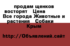 продам щенков восторят › Цена ­ 7 000 - Все города Животные и растения » Собаки   . Крым